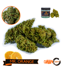 Orange Bud by CanapaZero