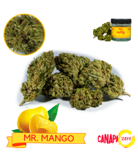 Mr MANGO 3g by Canapa Zero