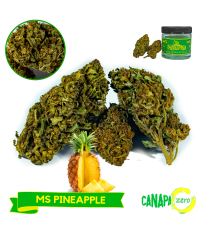 Ms PINEAPPLE 3g by Canapa Zero