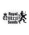 Royal Queen Seeds CBD